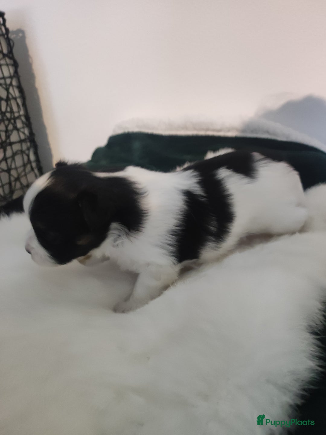 Maltipoo honden te koop: Prachtige pups maltipoo-pomerian in Helmond - Afbeelding 12