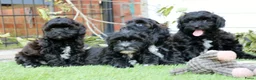 Shihpoo honden te koop: shihpoo pups beschikbaar  - Advertentie 2
