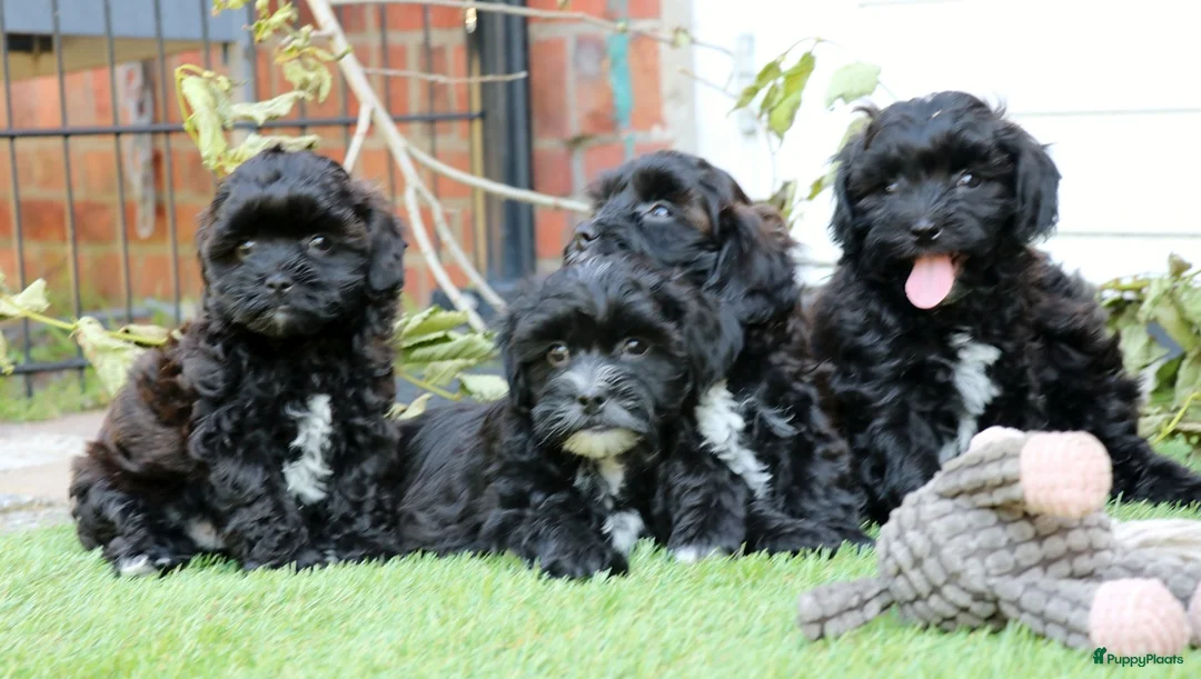 Shihpoo honden te koop: shihpoo pups beschikbaar  - Advertentie 2