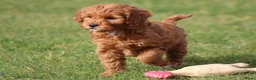Maltipoo honden te koop: Knappe Maltipoo pups. - Advertentie 9