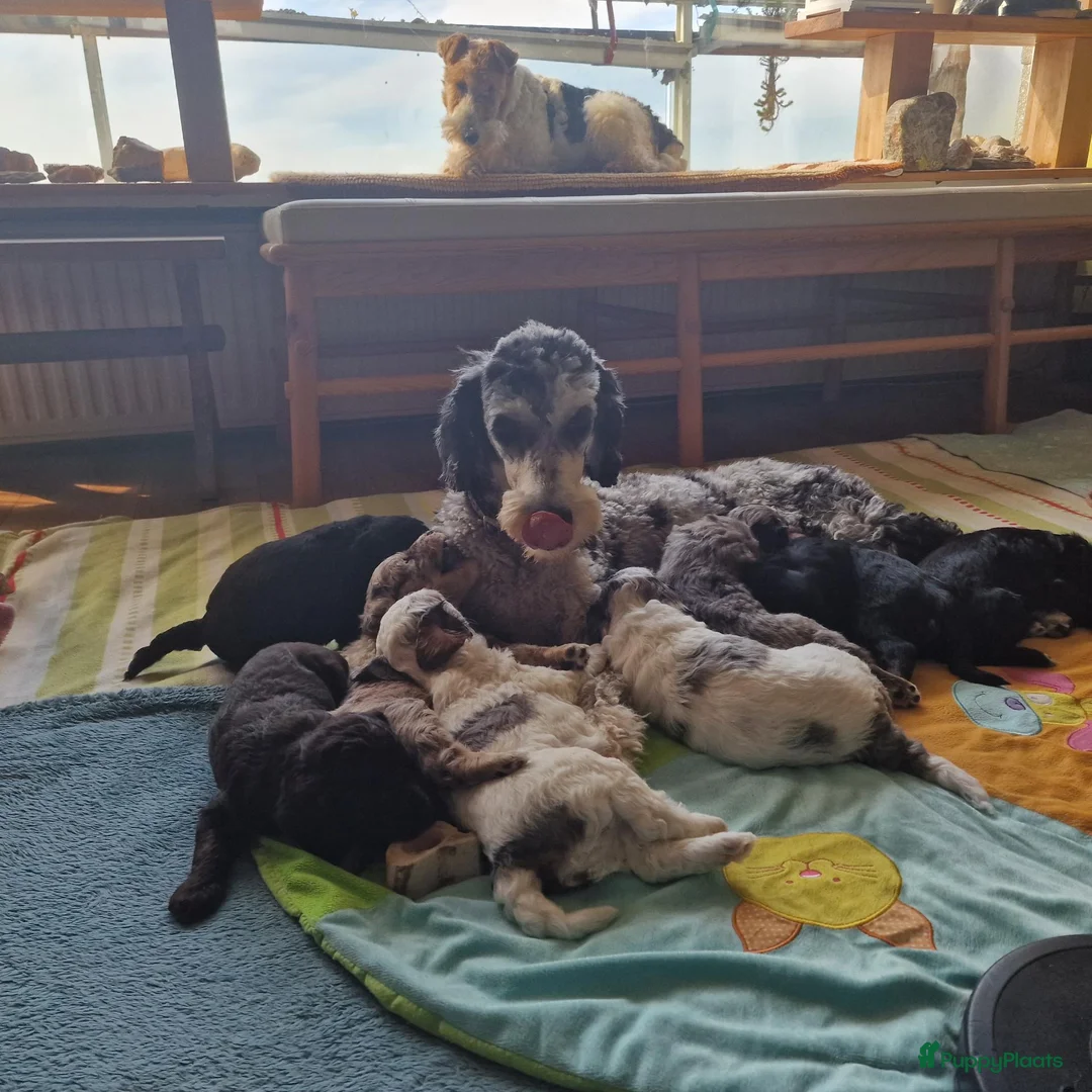 Kruising honden te koop: 🐾Middenslag, medium, Merle Poedel/Doodelpups!🐾- - Advertentie 2