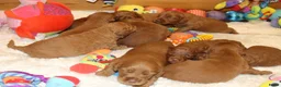 Australian Labradoodle honden te koop: 1 teefje en 3 reutjes Australian labradoodle pups - Advertentie 27
