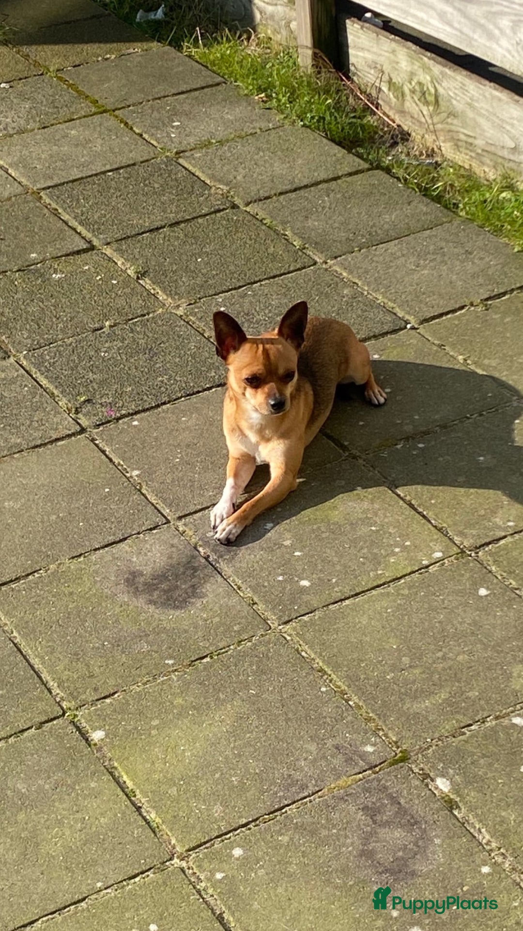 Chihuahua honden te koop: Chihuahua te koop in Almere - Afbeelding 4