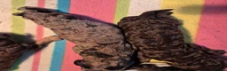 Poedel honden te koop: Schitterende Konings poedel pups - Advertentie 3