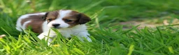 Kooikerhondje honden te koop: kooiker pups in Paterswolde - Advertentie 9