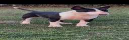 Bull Terriër honden te koop: Standaard bull terriër uit gekeurde ouders met fci - Advertentie 20