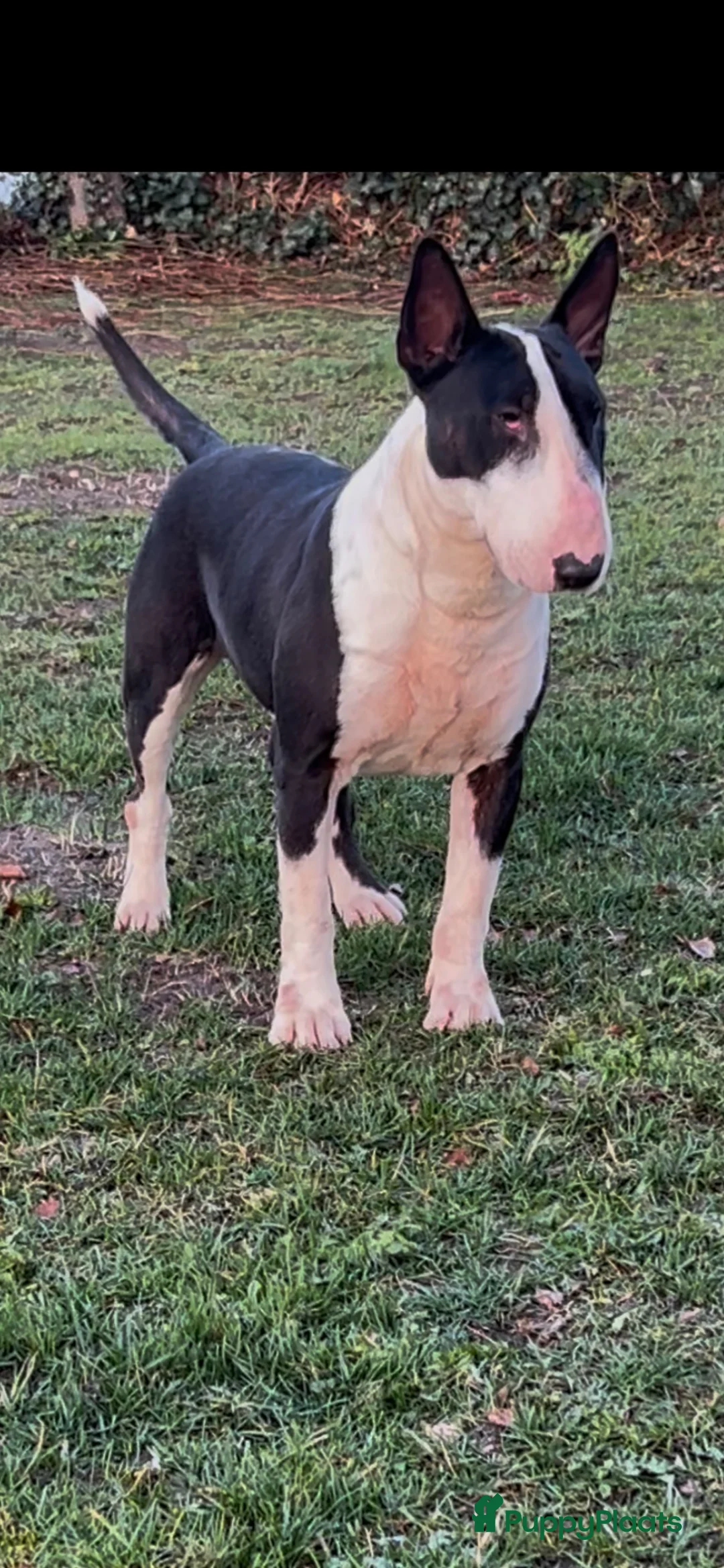 Bull Terriër honden te koop: Standaard bull terriër uit gekeurde ouders met fci - Advertentie 20