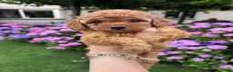 Poedel Toy honden te koop: Prachtig nestje rode/abricot toy poedels toypoedel - Advertentie 2