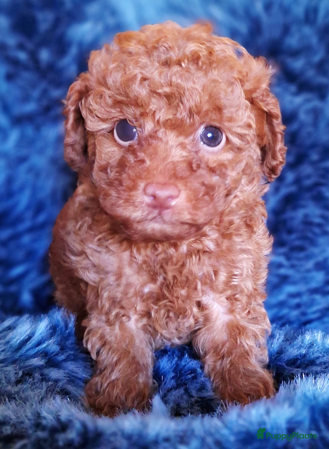 Poedel Toy honden Miniatuur Red/Apricot Toypoedel Beertje - Advertentie 1