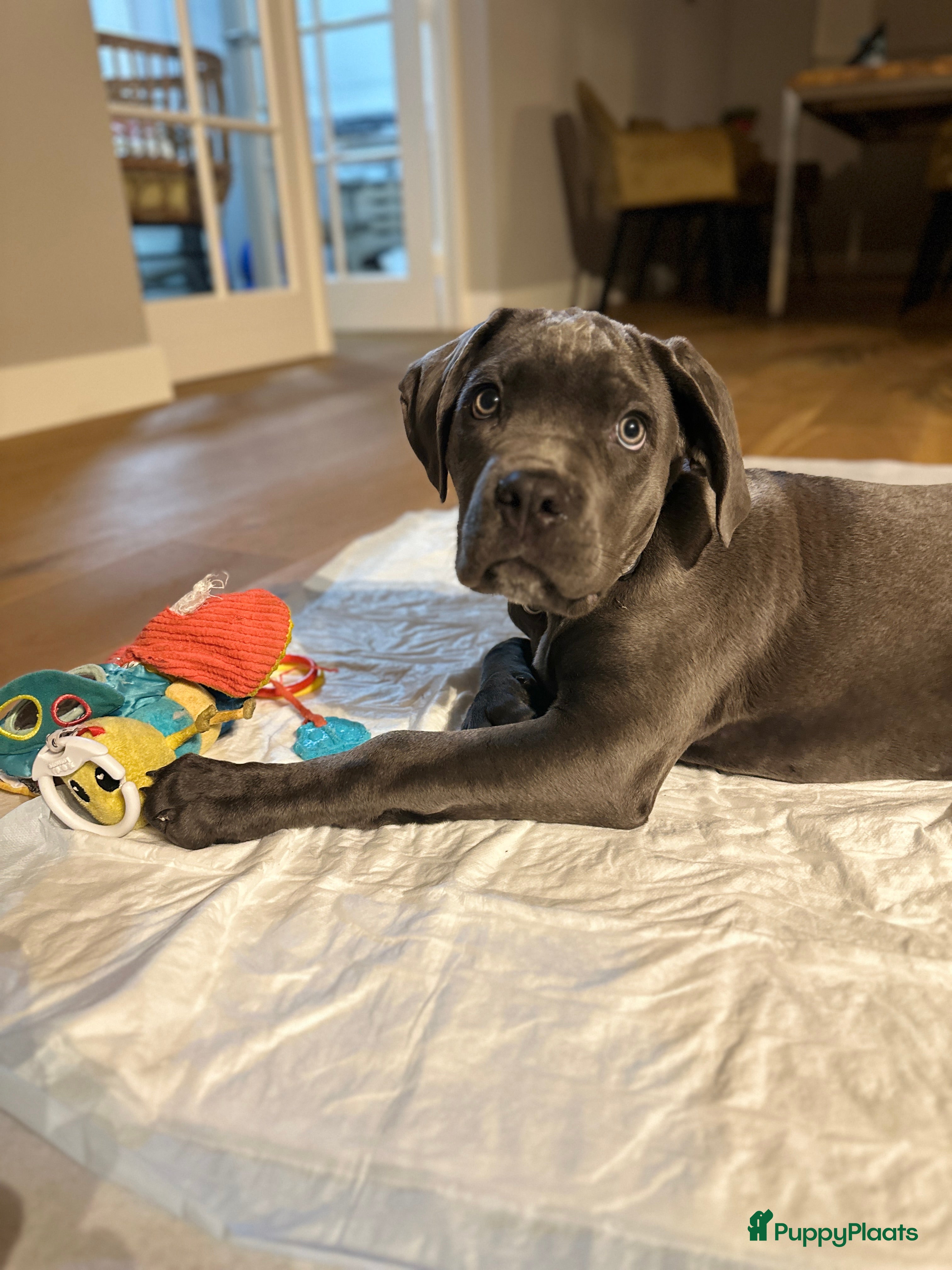 Cane Corso honden ongelooflijke pup - Advertentie 1