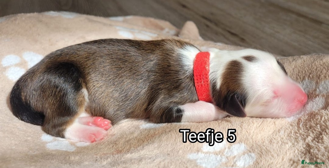 Australian Shepherd honden te koop: Australian Shepherd puppies geboren!  - Afbeelding 16