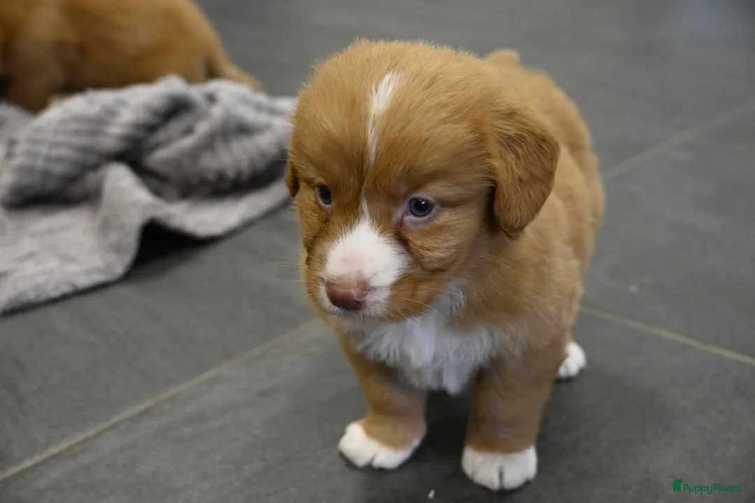 Nova Scotia Duck Tolling Retriever honden te koop: Speelse Nova Scotia Duck Tolling Retriever pups  - Advertentie 16
