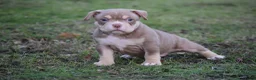 Amerikaanse Bully honden te koop: American bully pocket pups - Advertentie 6