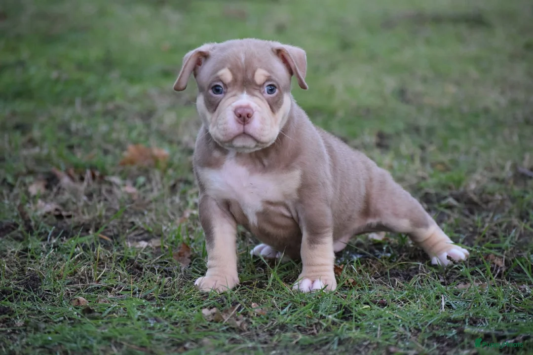 Amerikaanse Bully honden te koop: American bully pocket pups - Advertentie 6