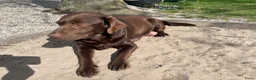 Kruising honden te koop: Kruising Labrador met Golden retriever - Advertentie 19