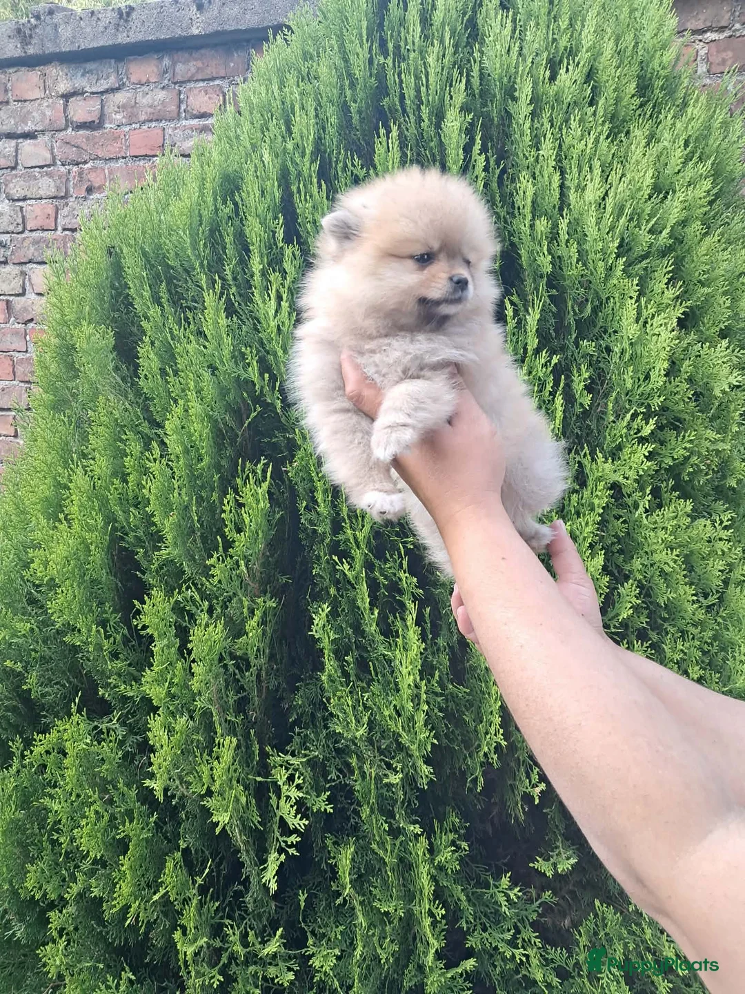 Pomeriaan honden te koop: Mini Pomeriaan - Advertentie 6