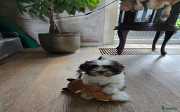 Boomer honden te koop: Boomer kruising shih-tzu  in Moerdijk - Afbeelding 1