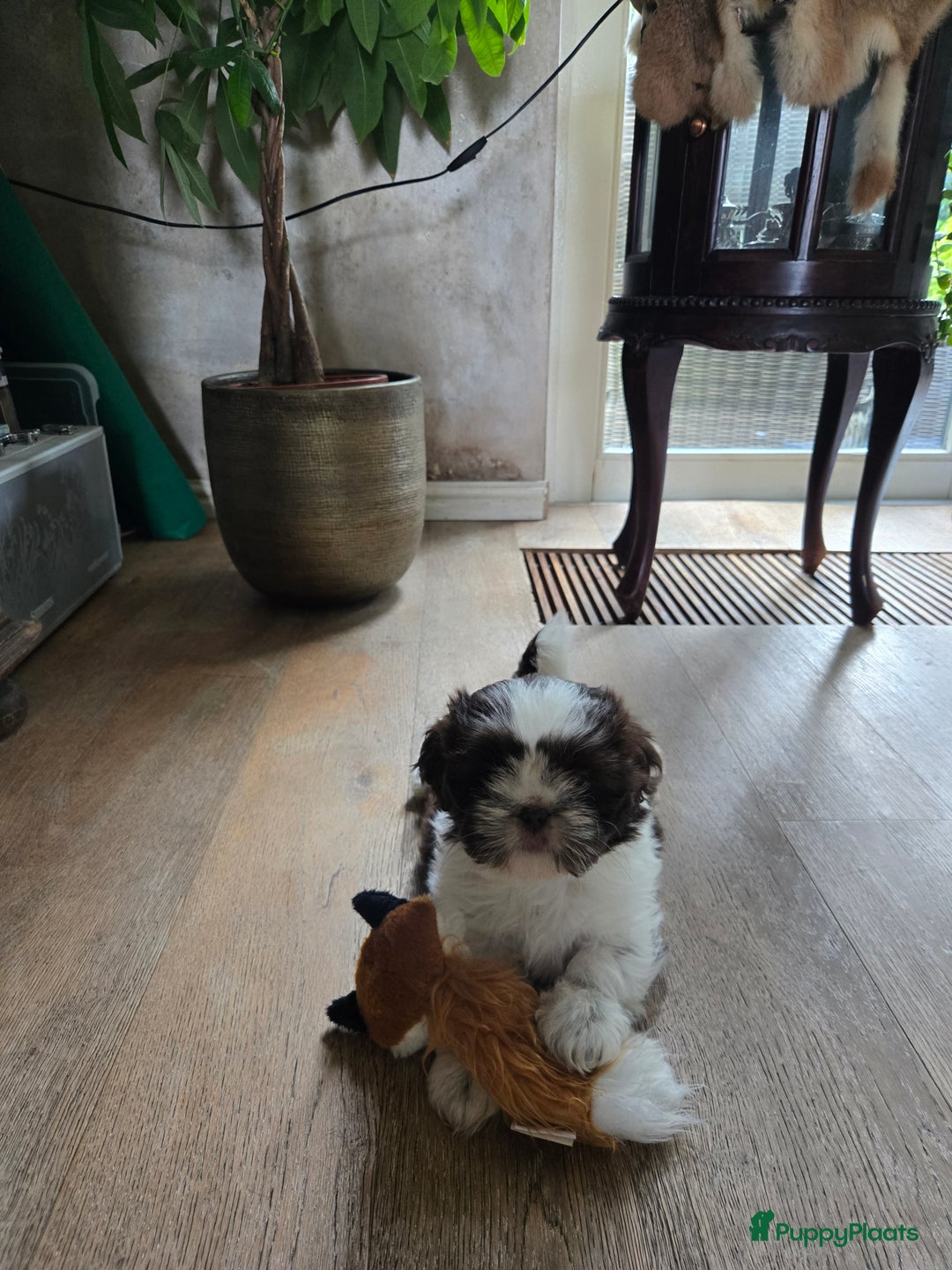 Boomer honden te koop: Boomer kruising shih-tzu  in Moerdijk - Afbeelding 1