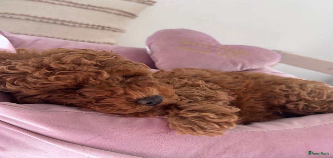 Galerij afbeelding {{count}}