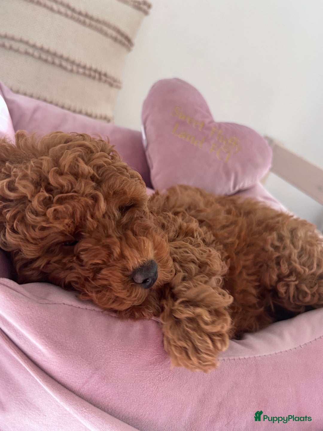 Galerij afbeelding {{count}}