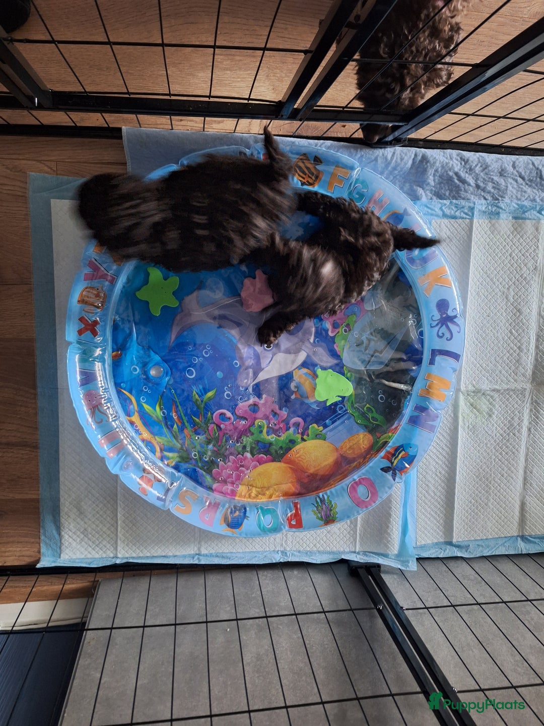 Poedel honden te koop: Choco toypoedel meisjes - Advertentie 9