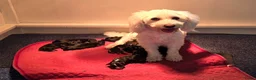 Maltipoo honden te koop: 🥰 9 Prachtige Maltipoo pups! Unieke kleuren 🐶 - Advertentie 20