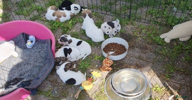 Jack Russel Terriër honden - Advertentie 15