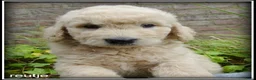 Goldendoodle honden te koop: Goldendoodle pups. Zie omschrijving. - Advertentie 15