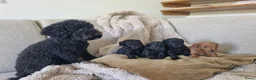 Poedel Toy honden te koop: Toypoedel pups - Advertentie 2