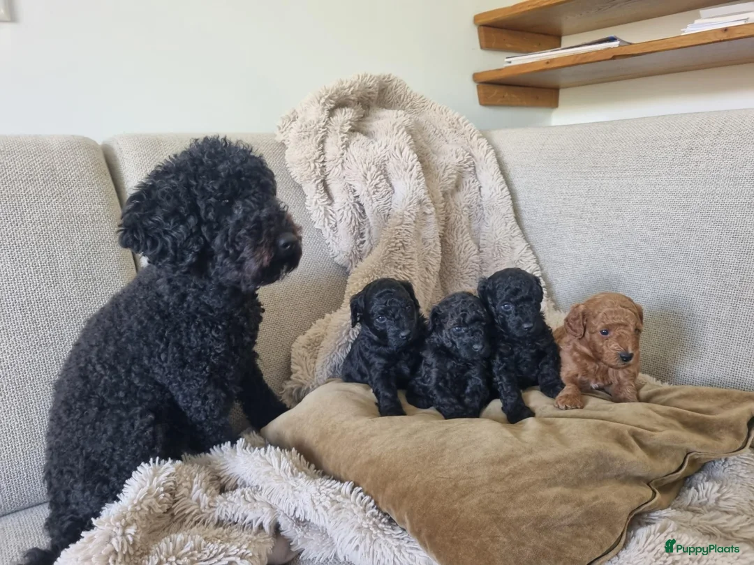 Poedel Toy honden te koop: Toypoedel pups - Advertentie 2
