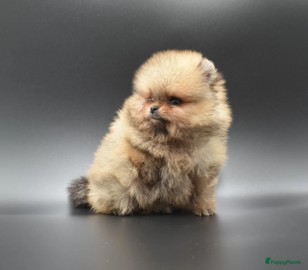 Galerij afbeelding {{count}}