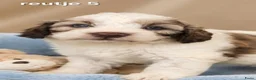 Boomer honden te koop: Mooie gezonde boomer pups. Maltezer maal shih tzu - Advertentie 5