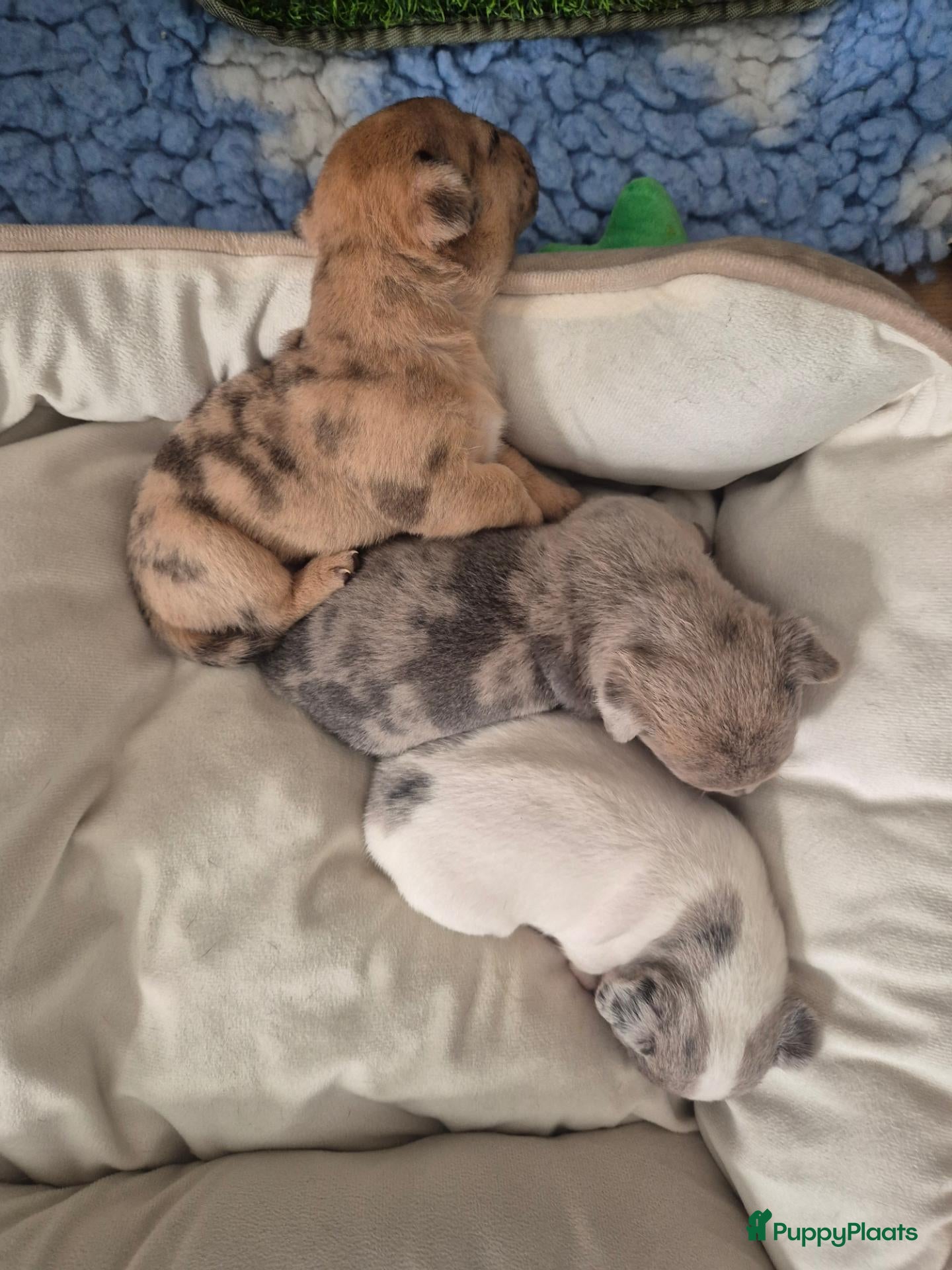 Jack Russel Terriër honden Nog 2 prachtige merle teefjes te koop - Advertentie 7