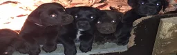 Labrador Retriever honden te koop: Raszuivere Labrador pups zwart - Advertentie 7