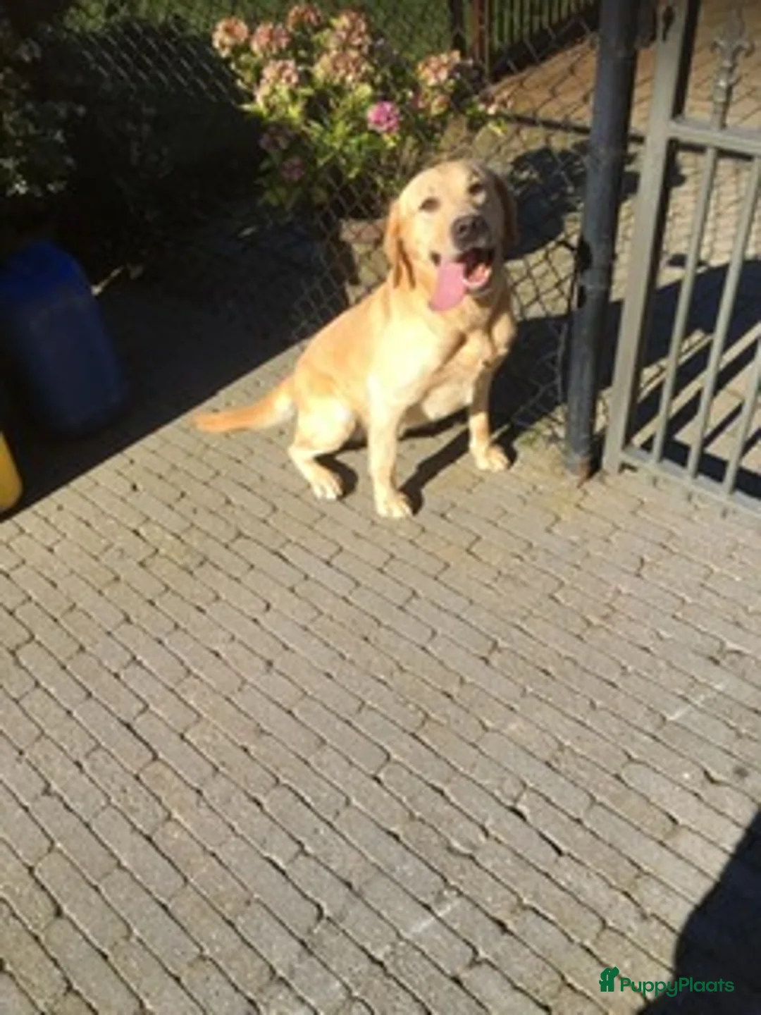 Labrador Retriever honden te koop: Zwarte labrador pups - Advertentie 3