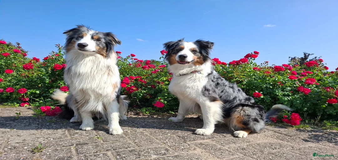 Galerij afbeelding {{count}}