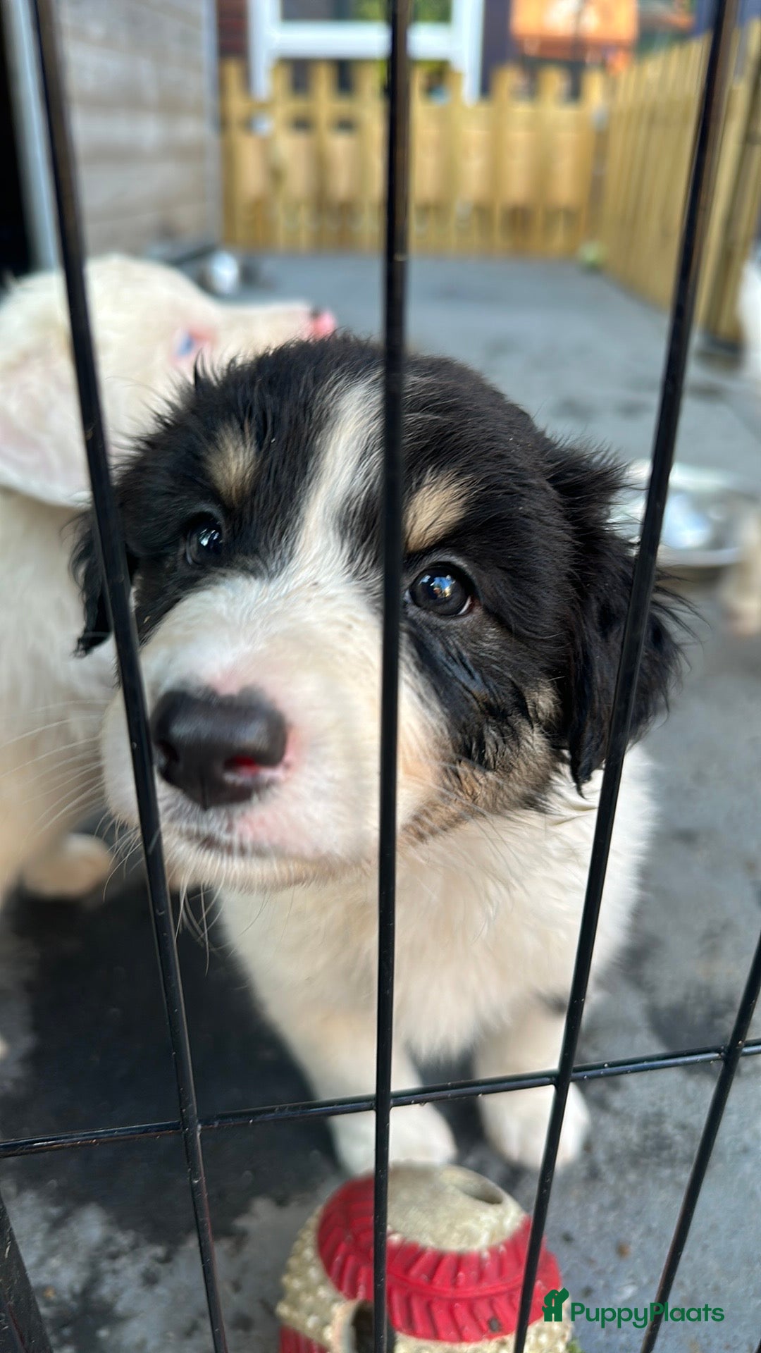 Australian Shepherd honden te koop: Mooie Australian shepherd pups in Bunschoten-Spakenburg - Afbeelding 23