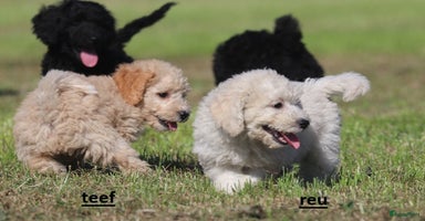 Kruising honden - Advertentie 4