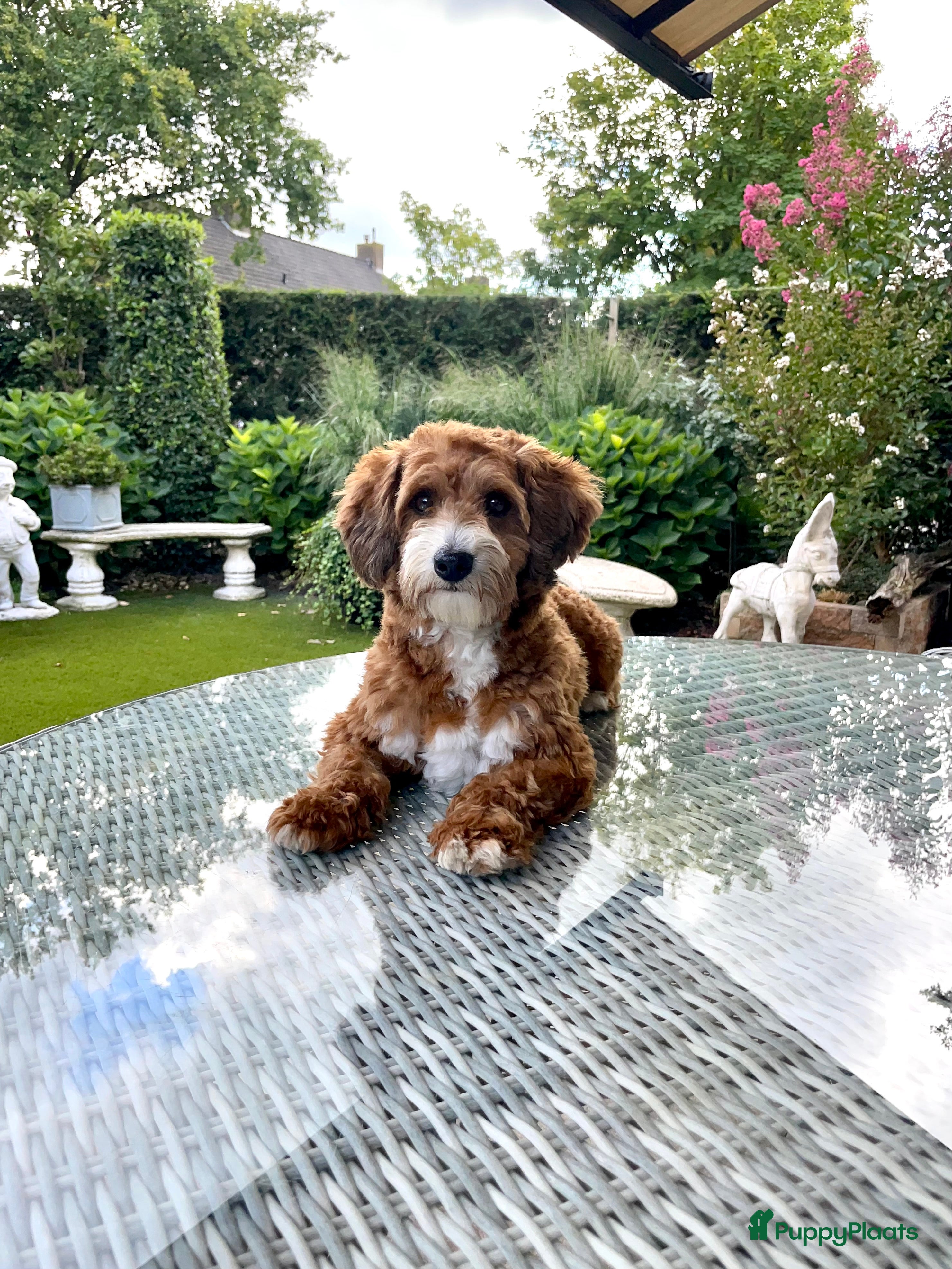 Maltipoo honden Maltipoo dekreutje sjefke - Advertentie 1