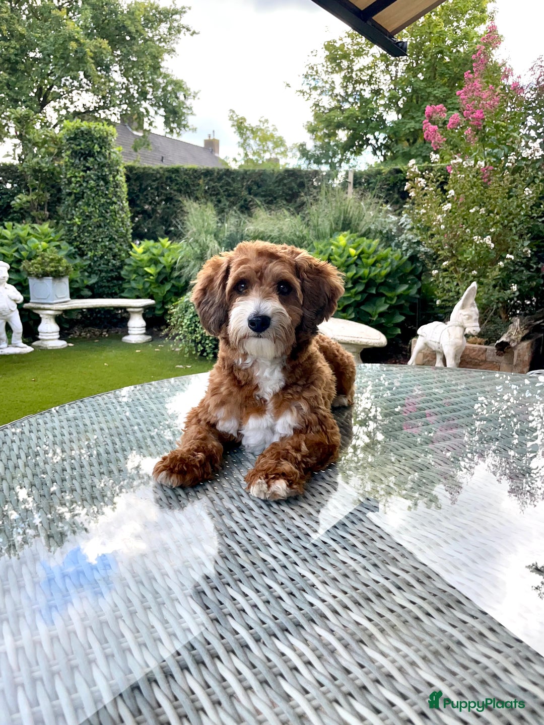 Maltipoo honden ter dekking: Maltipoo dekreutje sjefke - Advertentie 1