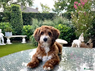 Maltipoo honden Maltipoo dekreutje sjefke - Advertentie 6