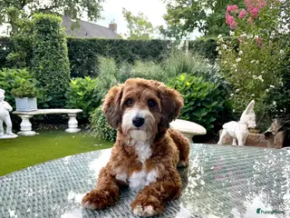 Maltipoo honden Maltipoo dekreutje sjefke - Advertentie 10
