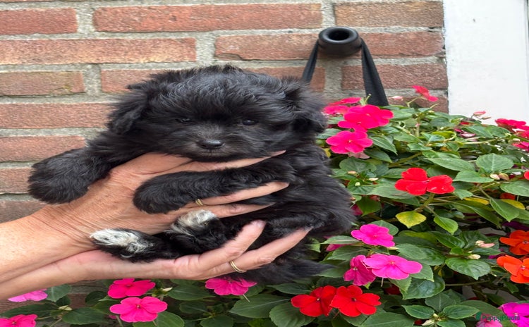 Kruising honden - Advertentie 2