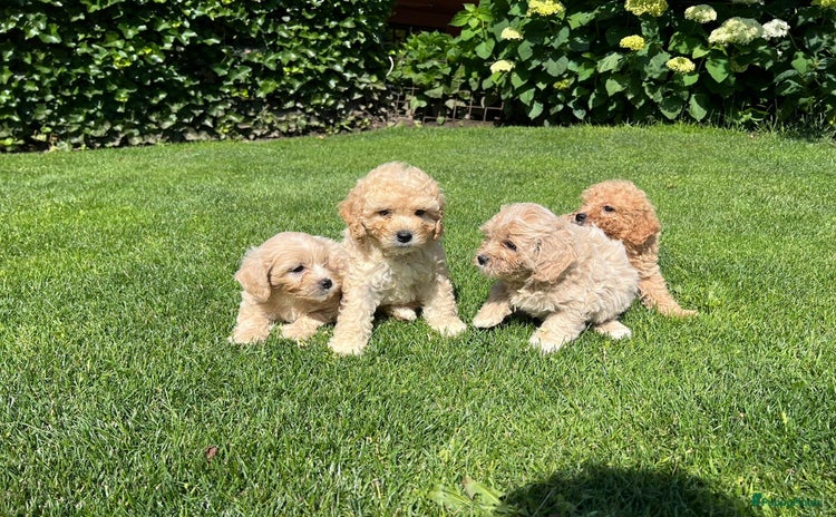 Maltipoo honden - Advertentie 2