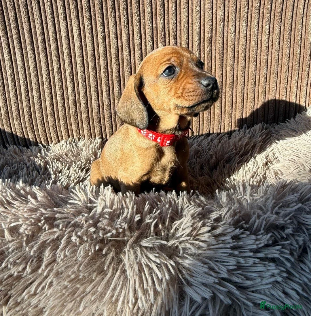 Teckel (korthaar)  honden te koop: Teckel pups - Advertentie 11