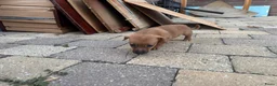 Jack Russel Terriër honden te koop: Jack Russell puppy’s zoeken een fijn thuis - Advertentie 3