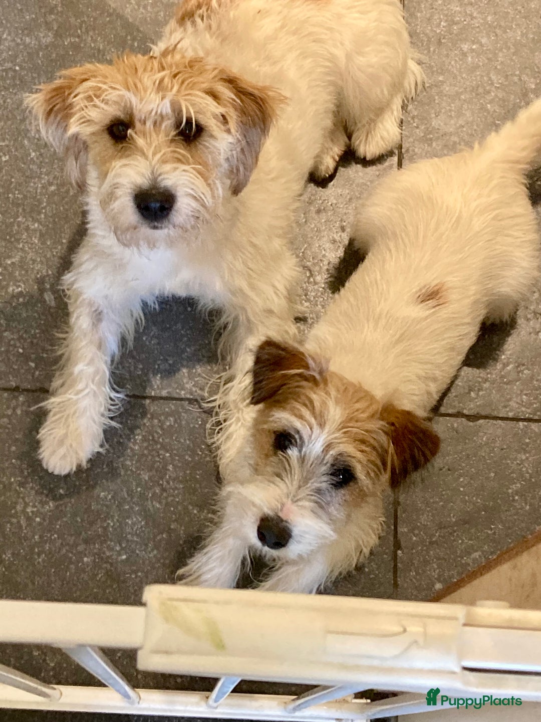 Jack Russel Terriër honden te koop: Ruwharige jack russellpups - Advertentie 2