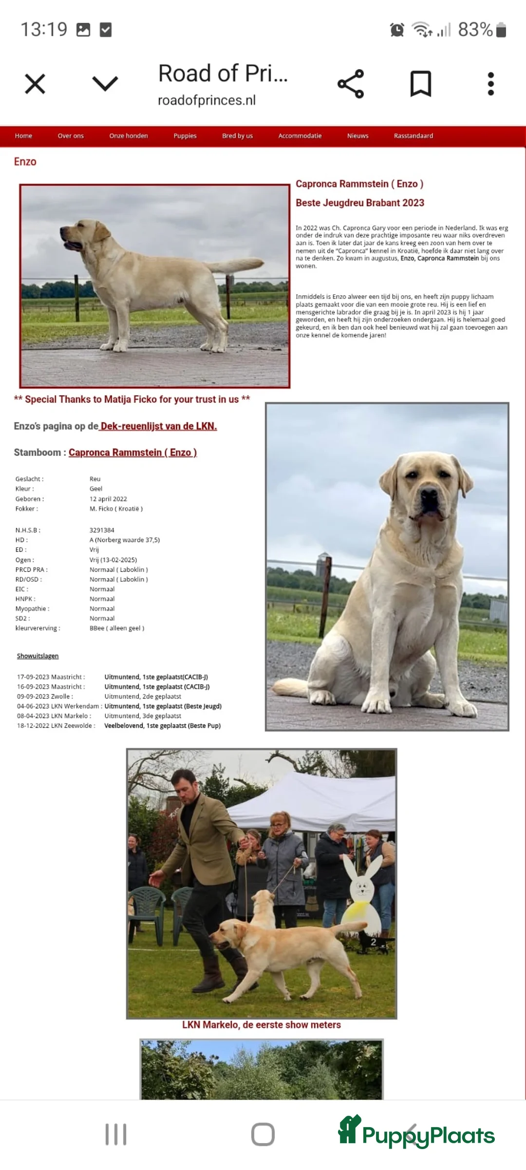 Labrador Retriever honden te koop: Prachtige raszuivere blonde labradorpups! - Advertentie 6