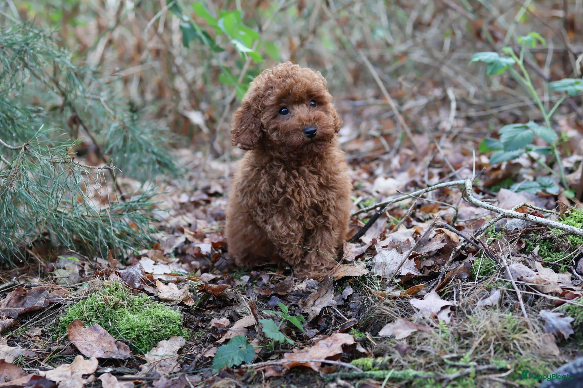 Poedel Toy honden te koop: 🐩 Coco, Nuno & Zizou – Klein maar Bijzonder! ❤️ - Advertentie 2