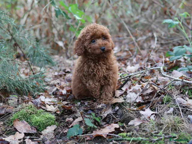 Poedel Toy honden te koop: 🐩 Coco, Nuno & Zizou – Klein maar Bijzonder! ❤️ - Advertentie 2